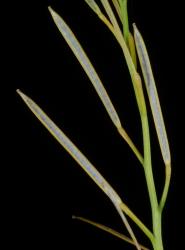 Cardamine hirsuta. Siliques with valves dehisced.
 Image: P.B. Heenan © Landcare Research 2019 CC BY 3.0 NZ